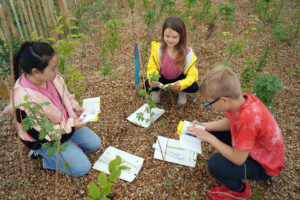 Klimafolgenanpassung mit Tiny Forests