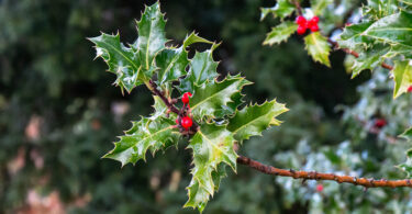 Biblische und weihnachtliche Pflanzen