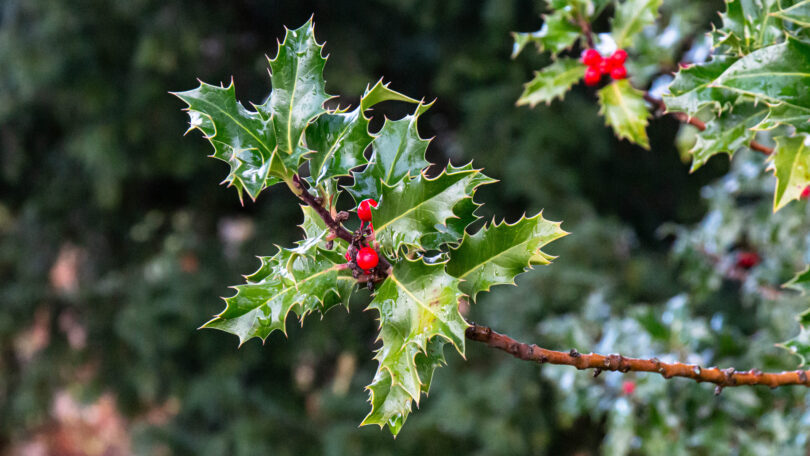 Biblische und weihnachtliche Pflanzen